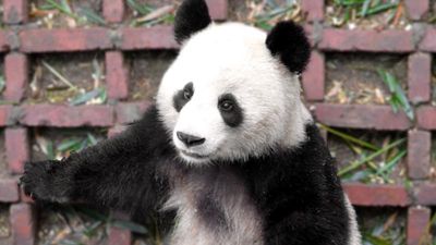 China’s Sichuan Province is famous for its giant panda population. // © 2013 Mindy Poder 3