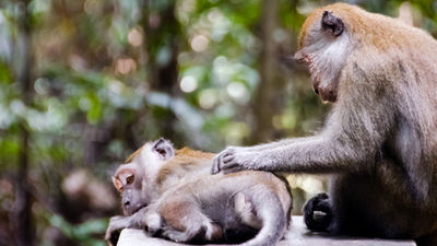 Visitors are asked not to feed any of the wildlife in Bukit Timah Nature Reserve, including the monkeys. // © 2014 Mystical-Mii / Flickr.com