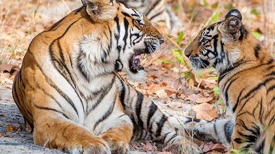 The 18-day itinerary includes a private jeep safari through Bandhavgarh National Park in India. // © 2016 iStock