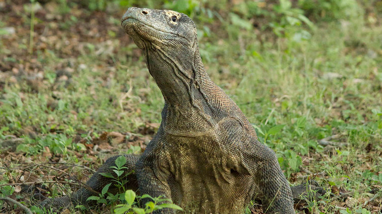 KOMODO ISLAND_INDONESIA