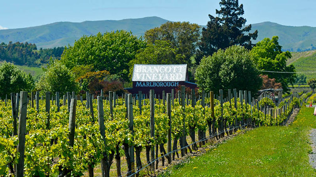 Why New Zealand's Marlborough Wine Region Is Worth a Visit