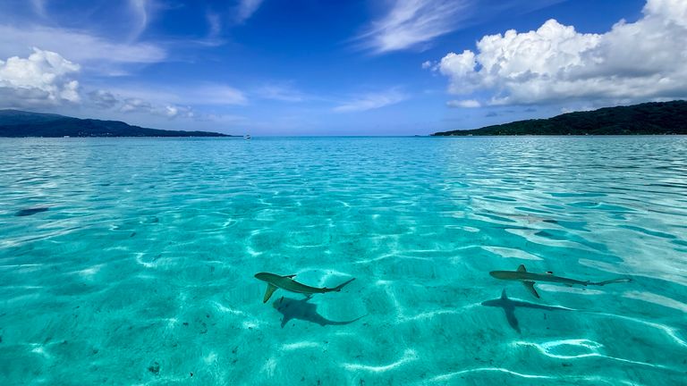 In 2025, the destination made a historic decision to create a marine protected area of nearly 2 million square miles.