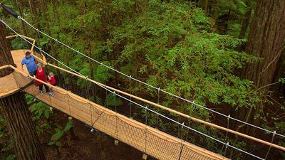 The redwood forest near Rotorua, New Zealand, is now home to a new “Pete’s Dragon” tourist attraction. // © 2016 Tourism New Zealand
