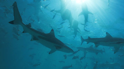 Guests to Rangiroa have the opportunity to swim with reef sharks. // © 2015 Tahiti Tourisme/Gregoire Le Bacon