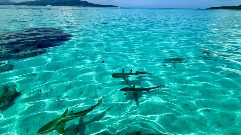 The Lagoon and Island Tour on Taha’a includes snorkeling with reef sharks.