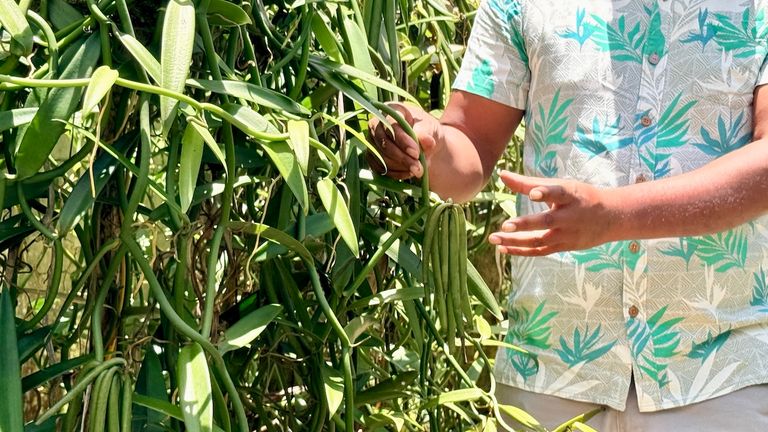 Vanilla is expensive because it needs to be pollinated, cultivated and processed entirely by hand.