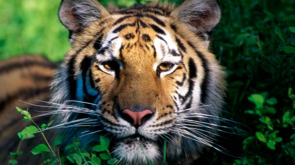Tiger safari tour operators offer chances to see endangered tiger species in India and Nepal. // © 2013 Thinkstock F