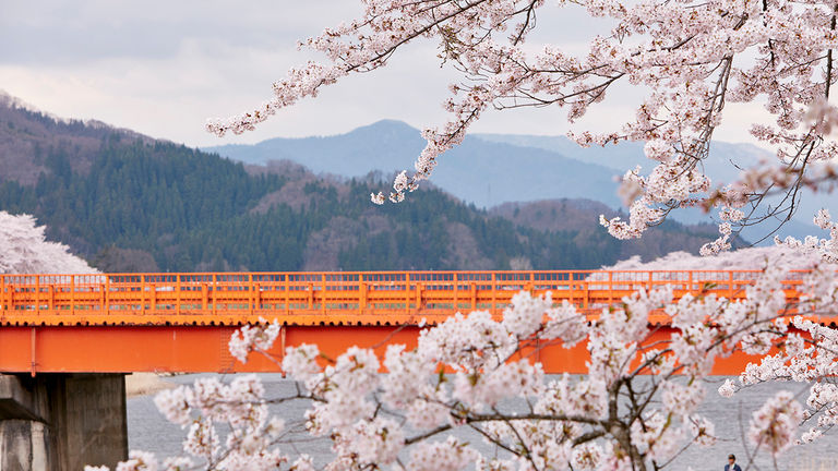 Kakunodate Samurai District features six preserved samurai homes and an abundance of cherry trees.