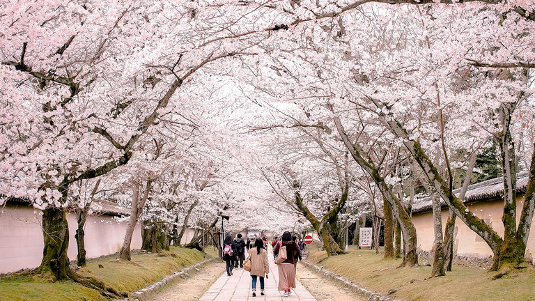 Cherry blossom season is a time-sensitive event in Japan that is popular with tourists and locals alike.