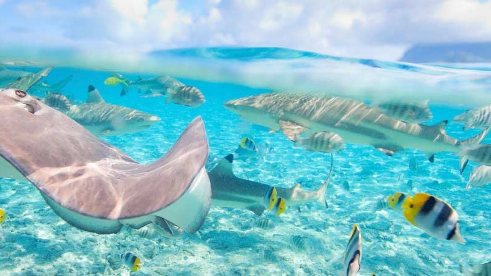 Travel Trends in the South Pacific 3