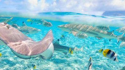 Travel Trends in the South Pacific 3