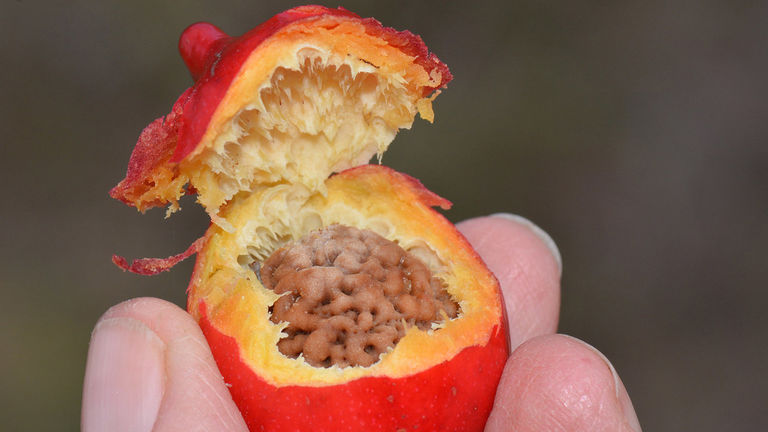 Sampling bush food is a good way to explore aboriginal culture in a familiar way.