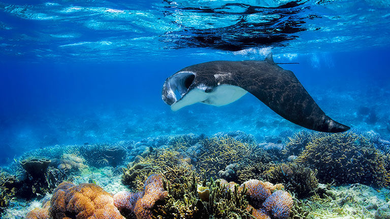 Fiji has already seen a significant number of dive vacation bookings since its reopening was announced, according to tourism officials.