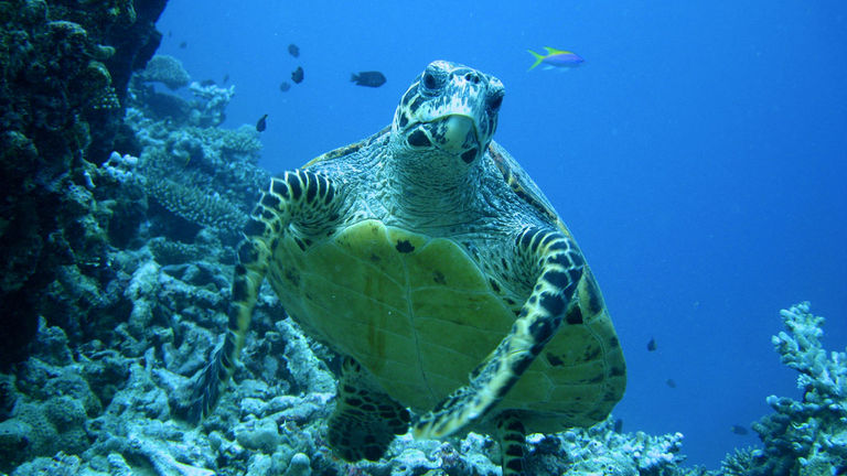Coco Palm Dhuni Kolhu provides a safe and monitored nesting site for endangered sea turtles.