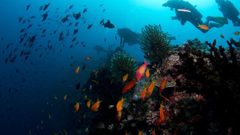 Coral reef rehabilitation is a top priority for several resorts in the Maldives.