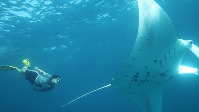 Clients who stay at Anantara Kihavah Maldives Villas have the chance to come face-to-face with manta rays. // © 2015 Anantara Kihavah Maldives Villas