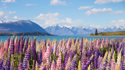 New Zealand Is Offering Virtual Fam Trips With the Chance to Win an In-Person Visit