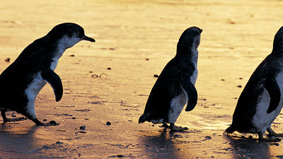 Phillip Island is home to about 32,000 penguins. // © 2015 Tourism Australia