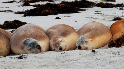 Australia is planning a campaign focused on the island’s aquatic life. // © 2015 Shane Nelson