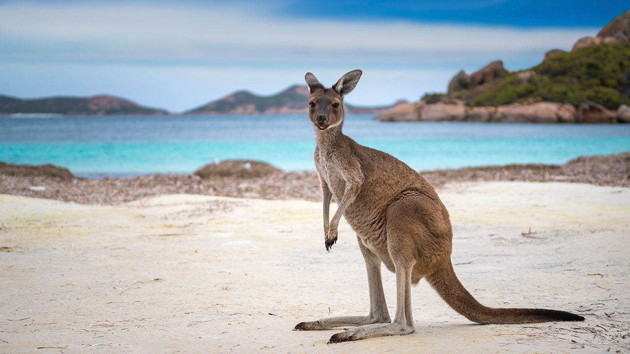 Wildlife encounters are popular with visitors to Australia.
