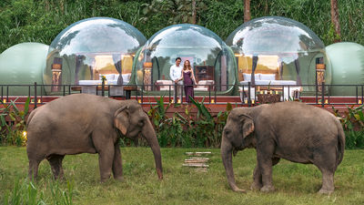 Anantara Golden Triangle’s Jungle Bubbles offer safari-like elephant encounters.