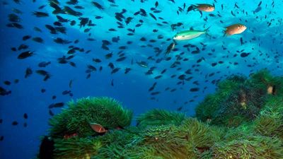 Charm Churee Villa is a resort located on Koh Tao’s Jansom Bay. // © 2013 Charm Churee Villa; Koh Tao fish // © 2013 Thinkstock F