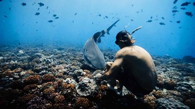 Diving With Sharks on Tikehau, French Polynesia