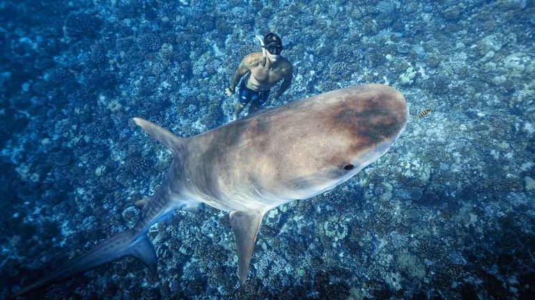 When the weather and animals cooperate, Tikehau Ocean Tour's private excursions include tiger shark viewing.