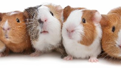 Cuy, or guinea pig, is a staple of the Andean diet. // © Carlosar FEA