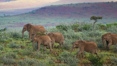 Guests are likely to see African elephants in the wild. // © 2014 Wilderness Safaris / Dana Allen
