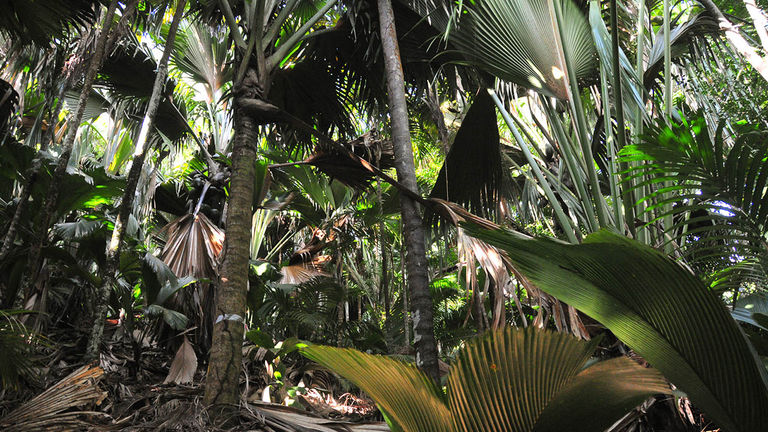 Vallee de Mai is a nature reserve and a UNESCO World Heritage Site.
