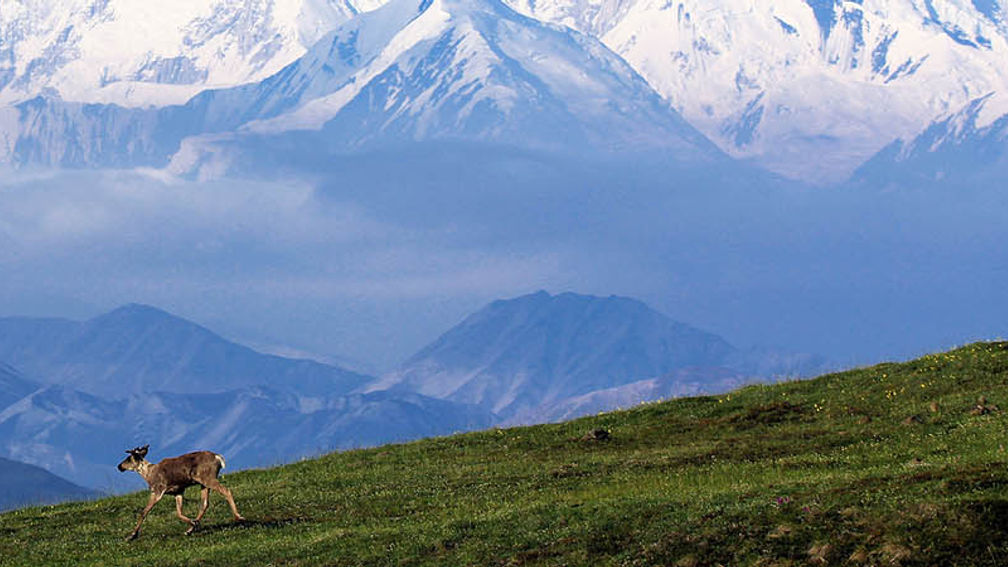 AlaskaBigWildlife_FEATURE