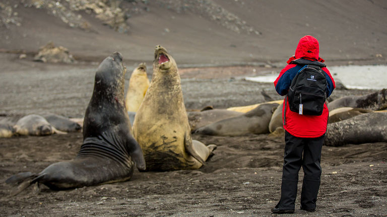 The South Shetland Islands provide some of the best views of seals and elephant seals.