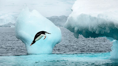 8 Reasons Why Antarctica Travelers Should Skip the Drake Passage