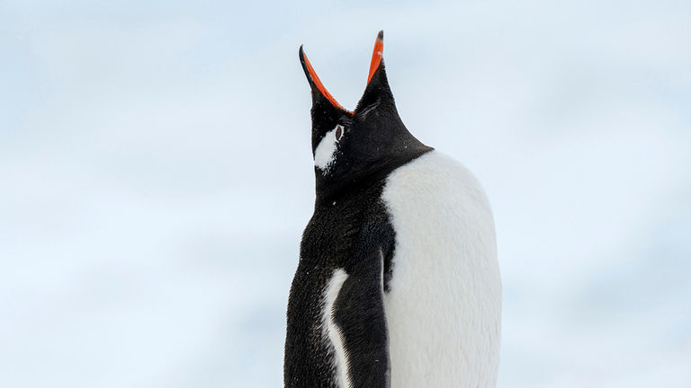 A penguin during an “ecstatic display” in Neko Harbour, Antarctica