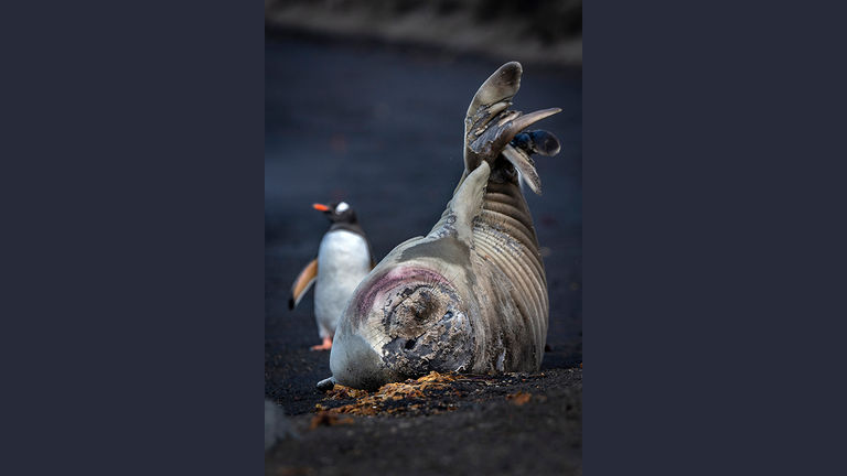 Back onboard, wildlife experts share facts about Antarctica’s fascinating residents.