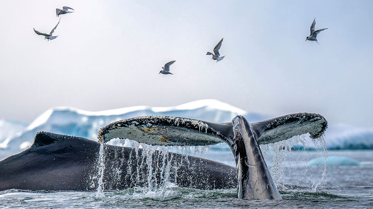 Antarctica’s summer season is the best time to see whales.