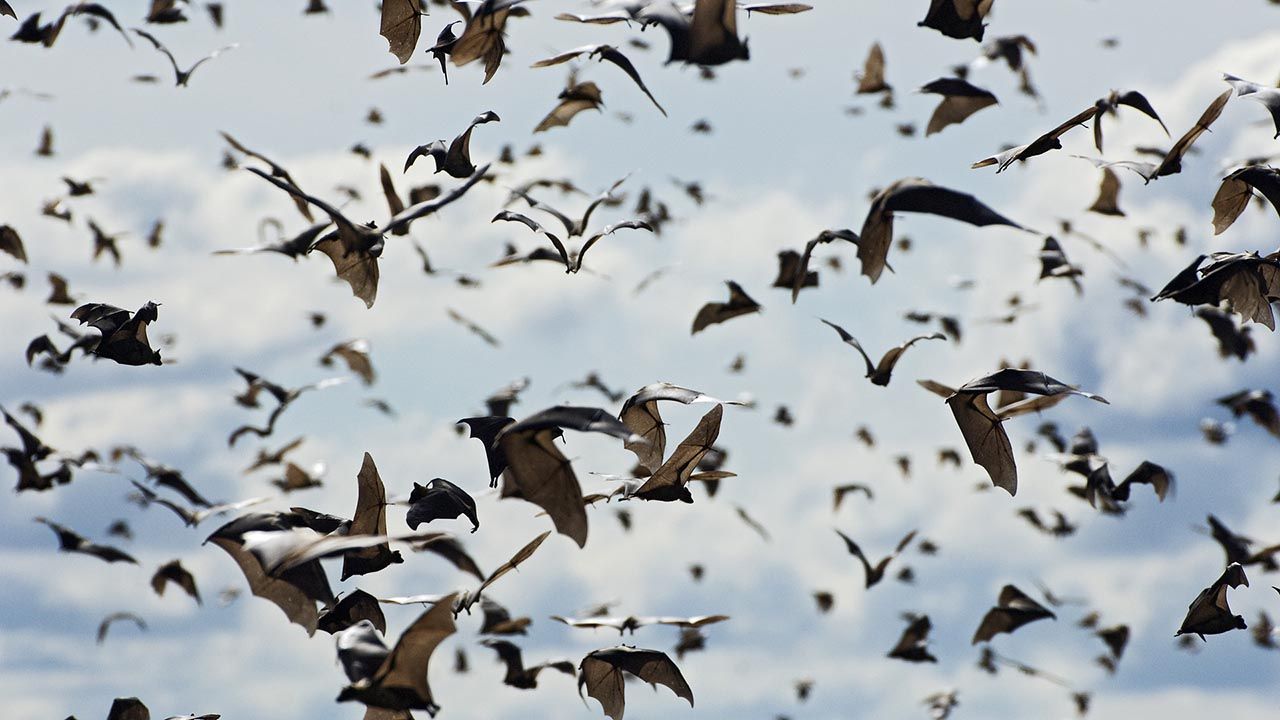 5 Migrations for a Wildlife Enthusiast's Bucket List