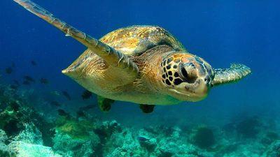 Green sea turtles are one of many animal species that live in the waters around the Galapagos Islands. // © 2015 Thinkstock 3