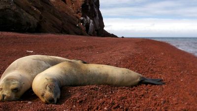 Sea lions, along with humpback whales, albatross, penguins, tortoises and boobies are only some of the wildlife guests will see on a Galapagos Islands cruise.// © 2015 Thinkstock 2
