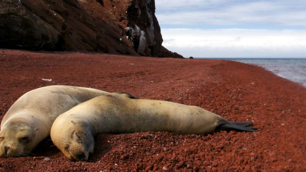 Sea lions, along with humpback whales, albatross, penguins, tortoises and boobies are only some of the wildlife guests will see on a Galapagos Islands cruise.// © 2015 Thinkstock 2
