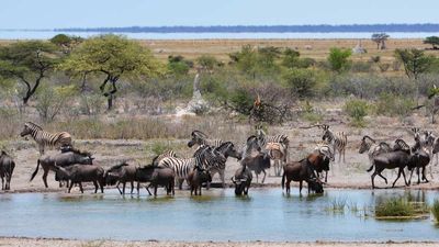 Clients can self-drive Etosha National Park, which features well-marked watering holes where animals congregate. // © 2015 Mindy Poder 2