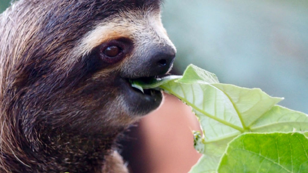 Sloths are the No. 1 animal rescued in Panama. // © 2016 Zorianna Kit 2