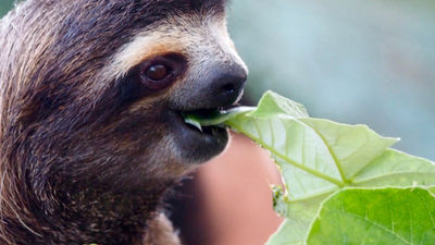 Sloths are the No. 1 animal rescued in Panama. // © 2016 Zorianna Kit 2