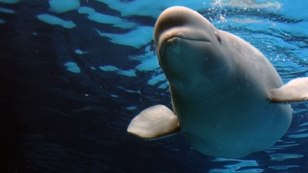 Belugas are often referred to as “white whales” due to their phosphorescent coloring. // © 2016 iStock 2