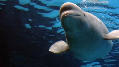 Belugas are often referred to as “white whales” due to their phosphorescent coloring. // © 2016 iStock 2