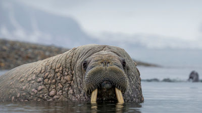 Visitors to Svalbard, Norway, can participate in a unique walrus safari. // © 2016 iStock 2