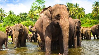 Sri Lanka has many elephant nature preserves. // © 2016 iStock 2