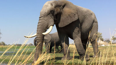 Sanctuary Retreats has two camps in the Moremi Game Reserve. // © 2016 Krista Simmons