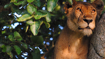 Some Ugandan lions will climb trees for a better hunting vantage point. // © 2017 Koen Sneyers, Belgium Technical Corporation 2